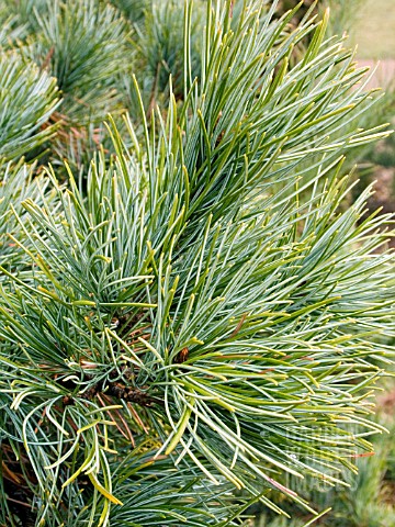 PINUS_PARVIFLORA_GLAUCA__JAPANESE_WHITE_PINE