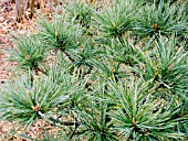 PINUS STROBUS MACOPIN,  (EASTERN WHITE PINE)