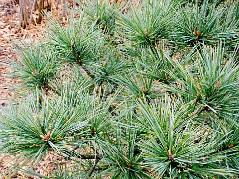 PINUS_STROBUS_MACOPIN__EASTERN_WHITE_PINE