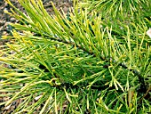 PINUS SYLVESTRIS AUREA,  (GOLDEN SCOTS PINE),  AGM.