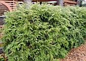 TSUGA CANADENSIS HEDGE,  (CANADIAN HEMLOCK)