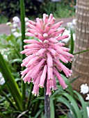 VELTHEIMIA BRACTEATA,  (FOREST LILY)