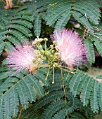 ALBIZIA JULIBRISSIN (SILK TREE),  (PINK SIRIS),  (BASTARD TAMARIND).