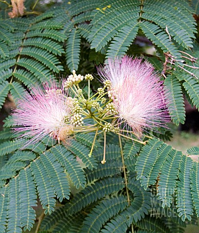 ALBIZIA_JULIBRISSIN_SILK_TREE__PINK_SIRIS__BASTARD_TAMARIND