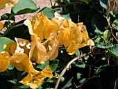 BOUGAINVILLEA GOLDEN GLOW