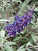 BUDDLEIA DAVIDII EMPIRE BLUE