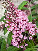 BUDDLEIA DAVIDII PINK DELIGHT