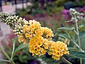 BUDDLEIA HONEYCOMB