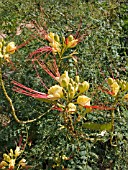 CAESALPINIA GILLIESII (BIRD OF PARADISE BUSH)