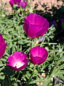 CALLIRHOE INVOLUCRATA,  (PURPLE POPPY MALLOW)