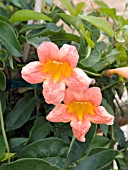 CAMPSIS RADICANS TANGERINE BEAUTY