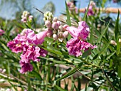 CHILOPSIS LINEARIS BUBBA