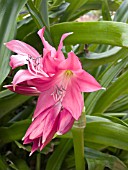 CRINUM PINK