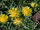 DELOSPERMA NUBIGENUM  SYN: BASUTOLAND   (TRAILING ICE PLANT)