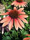 ECHINACEA BIG SKY SUNDOWN