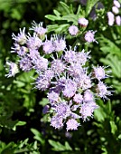 EUPATORIUM COELESTINUM (MIST FLOWER)