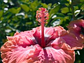 HIBISCUS ROSA SINENSIS ERIN RACHAEL