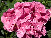 HYDRANGEA MACROPHYLLA MERRITTS BEAUTY