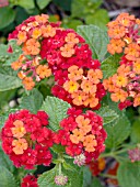 LANTANA DALLAS RED