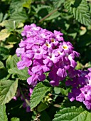 LANTANA MONTEVIDENSIS (TRAILING OR CREEPING LANTANA)