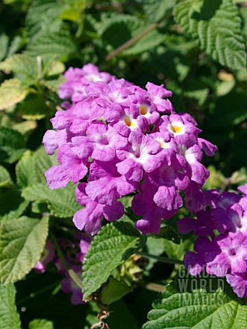 Image of Hydrangea macrophylla 'Nana Arashi' dark purple hydrangea