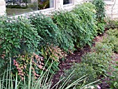 NANDINA DOMESTICA (HEAVENLY BAMBOO)