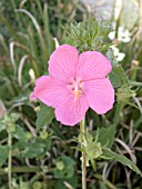 PAVONIA LASIOPETALA (TEXAS ROCK ROSE)