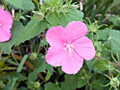 PAVONIA LASIOPETALA (TEXAS ROCK ROSE)