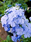 PLUMBAGO AURICULATA CAPENSIS (AGM)  (CAPE LEADWORT)