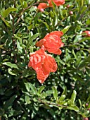 PUNICA GRANATUM,  POMEGRANATE FLOWER