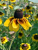 RATIBIDA COLUMNARIS (MEXICAN HAT)