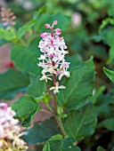 RIVINA HUMILIS   (PIGEON BERRY)