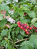 RIVINA HUMILIS (PIGEON BERRY,  ROUGE PLANT)