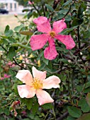 ROSA x ODORATA MUTABILIS