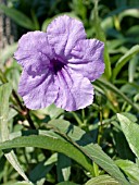 RUELLIA BRITTONIANA (MEXICAN PETUNIA) (DESERT PETUNIA)