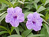 RUELLIA BRITTONIANA  (MEXICAN PETUNIA) (DESERT PETUNIA)