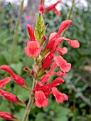 SALVIA DARCYI (FIERY SAGE) (RED MOUNTAIN SAGE)