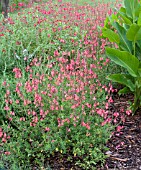 SALVIA GREGGII PINK