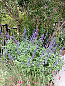 SALVIA MYSTIC SPIRES BLUE