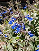 SALVIA SINALOENSIS (BICOLOR SAGE)