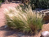 STIPA (NASELLA) TENUISSIMA