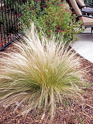 STIPA_NASELLA_TENUISSIMA