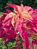 AMARANTHUS EARLY SPLENDOR