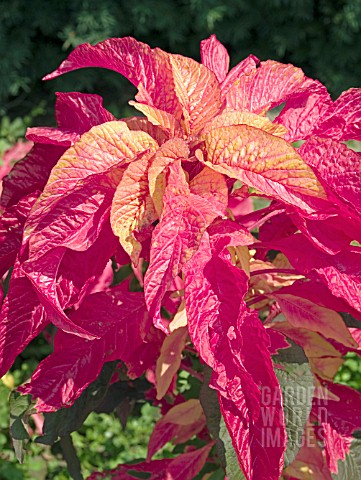 AMARANTHUS_EARLY_SPLENDOR