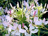 CLEOME HASSLERIANA