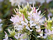 CLEOME HASSLERIANA