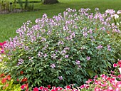 CLEOME LINDA ARMSTRONG