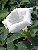 DATURA METEL