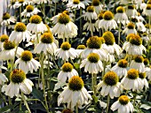 ECHINACEA PURPUREA ALBA