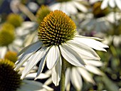 ECHINACEA PURPUREA TALENT WHITE